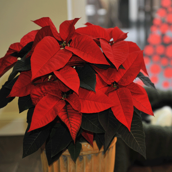 Poinsettia Prima Red Poinsettia Prima Red