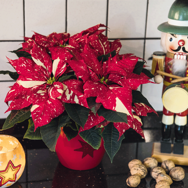 Poinsettia Primero Red Glitter Poinsettia Primero Red Glitter