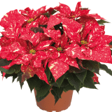 Poinsettia Primero Red Glitter Poinsettia Primero Red Glitter