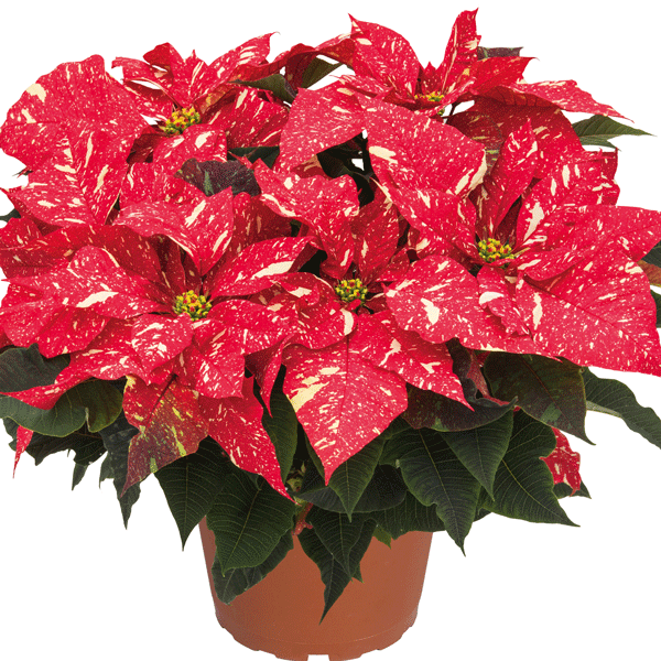 Poinsettia Primero Red Glitter Poinsettia Primero Red Glitter