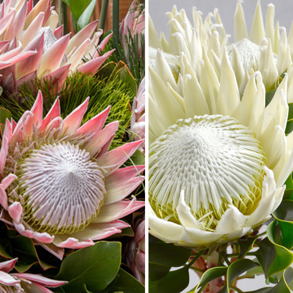 Protea King Duo Protea King Duo