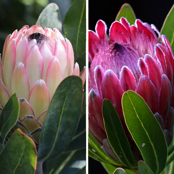 Protea Pink Duo