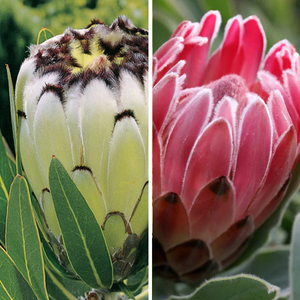 Protea Pink & White Duo Protea Pink & White Duo