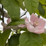 Quince Champion Quince Champion