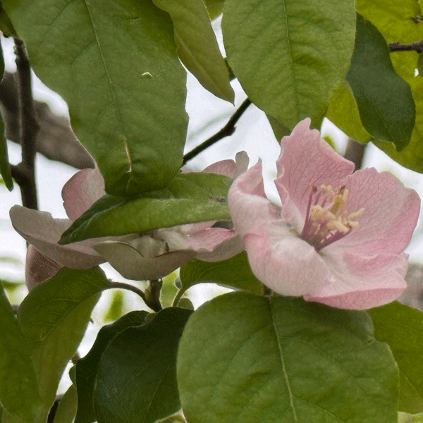 Quince Champion Quince Champion
