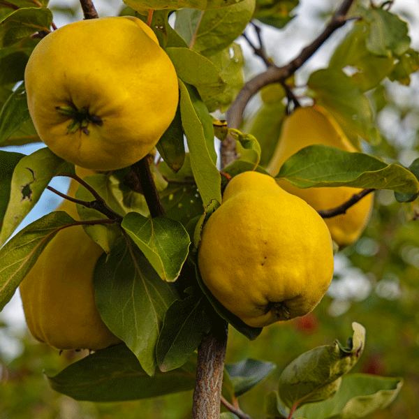 Quince Champion Quince Champion
