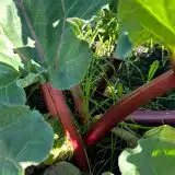 Rhubarb Crimson Giant Rhubarb Crimson Giant