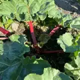 Rhubarb Crimson Giant Rhubarb Crimson Giant