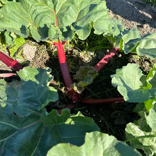 Rhubarb Crimson Giant Rhubarb Crimson Giant