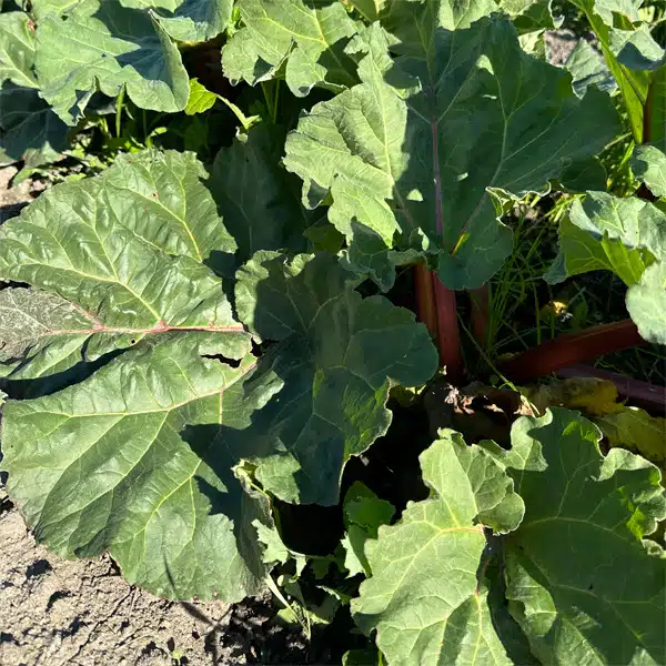 Rhubarb Crimson Giant Rhubarb Crimson Giant