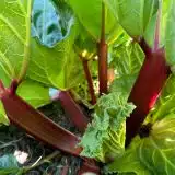Rhubarb Mammoth Ruby Rhubarb Mammoth Ruby