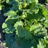 Rhubarb Mammoth Ruby