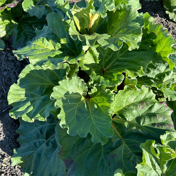 Rhubarb Mammoth Ruby