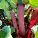 Rhubarb Mammoth Ruby Pkrhumru - Garden Express Australia