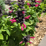 Salvia Jammin Jazz Salvia Jammin Jazz