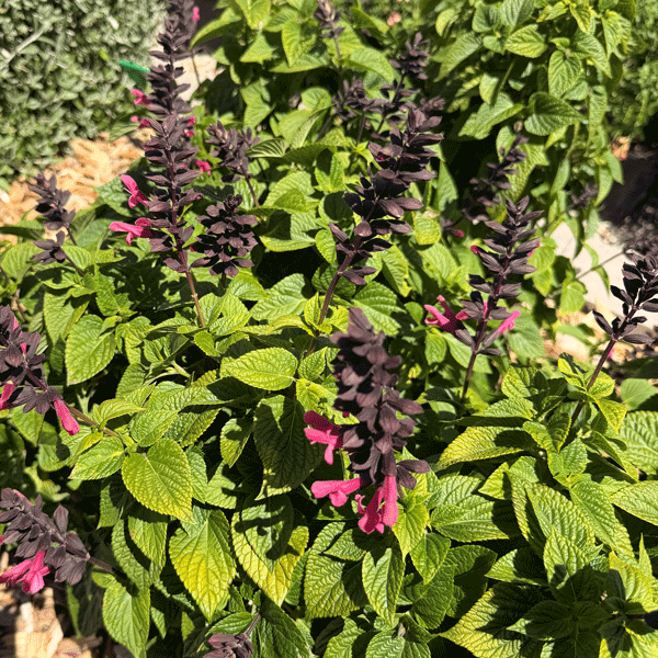 Salvia Jammin Jazz Salvia Jammin Jazz