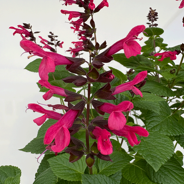 Salvia Jammin Jazz Salvia Jammin Jazz