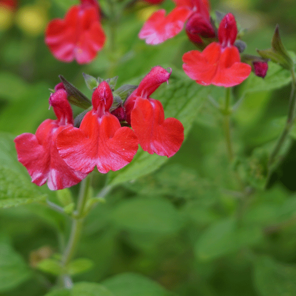 Salvia Sierra Red Salvia Sierra Red