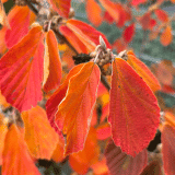 Witch Hazel Arnolds Promise Witch Hazel Arnolds Promise