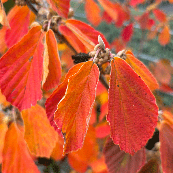 Witch Hazel Arnolds Promise Witch Hazel Arnolds Promise