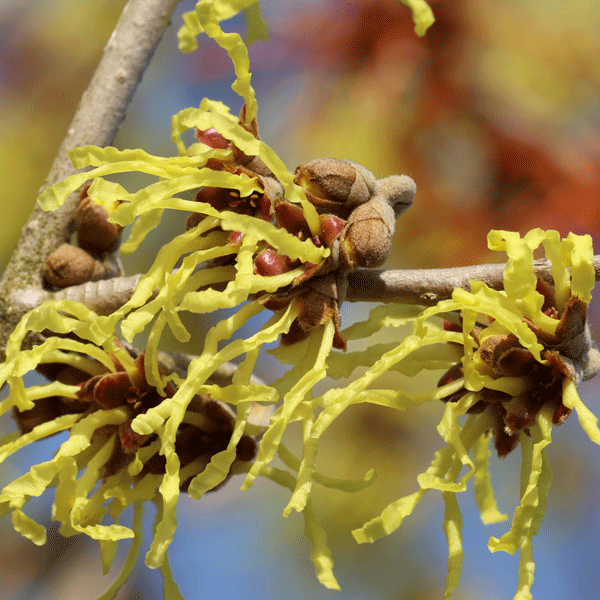 Witch Hazel Arnolds Promise Witch Hazel Arnolds Promise