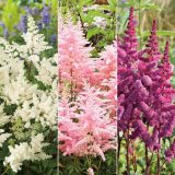 Astilbe Collection Colastcol - Garden Express Australia