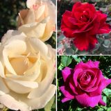 Brindabella Rose Collection 2026 Colrosbrc - Garden Express Australia