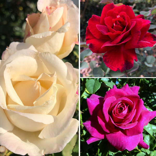 Brindabella Rose Collection – 3 Roses