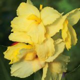 Canna Lily Creamy Lemon Canna Lily Creamy Lemon