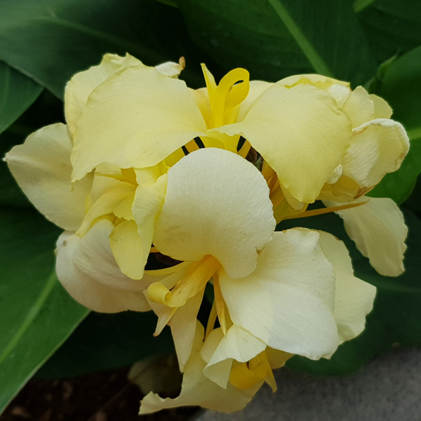 Canna Lily Creamy Lemon
