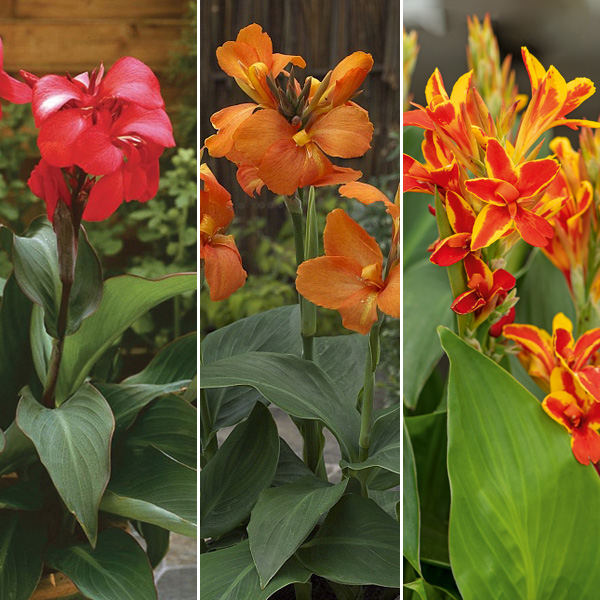 Canna Lily Cannova Collection 1 Canna Lily Cannova Collection 1