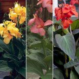 Canna Lily Cannova Collection 2 Colclicc1 - Garden Express Australia