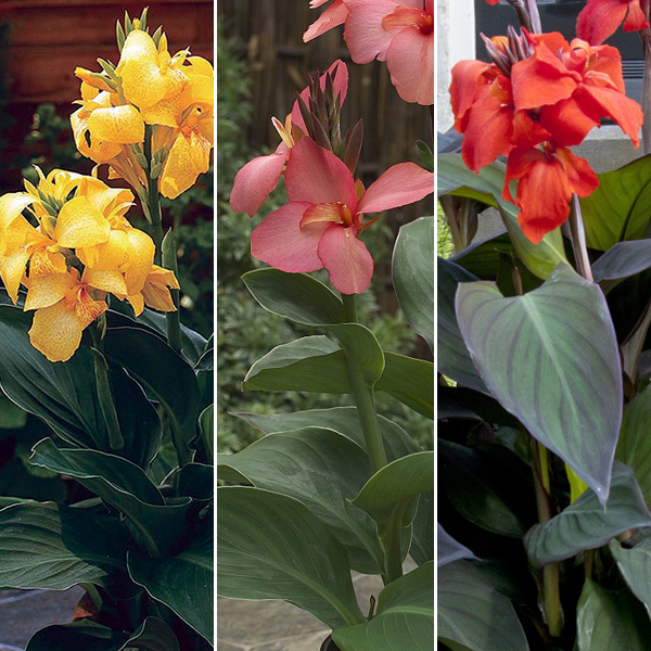 Canna Lily Cannova Collection 2 Canna Lily Cannova Collection 2