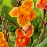 Canna Lily Roma Canna Lily Roma