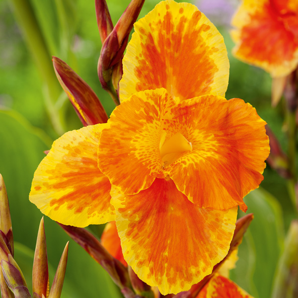 Canna Lily Roma