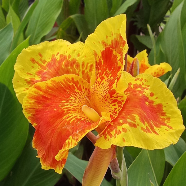 Canna Lily Roma