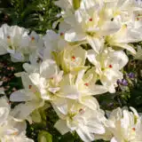 Lilium Double Annemaries Dream Lilium Double Annemaries Dream