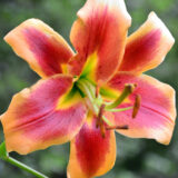 Lilium Avalon Sunset Pklilasu - Garden Express Australia