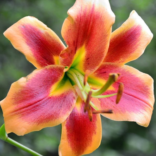 Lilium Avalon Sunset Lilium Avalon Sunset