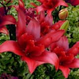 Lilium Double Bald Eagle