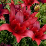 Lilium Bald Eagle Pklilbea - Garden Express Australia