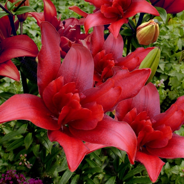 Lilium Double Bald Eagle