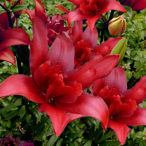 Lilium Double Bald Eagle Lilium Double Bald Eagle