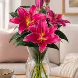 Lilium Kampong Pklilkam - Garden Express Australia