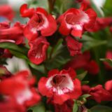 Penstemon Pep Talk Red Penstemon Pep Talk Red