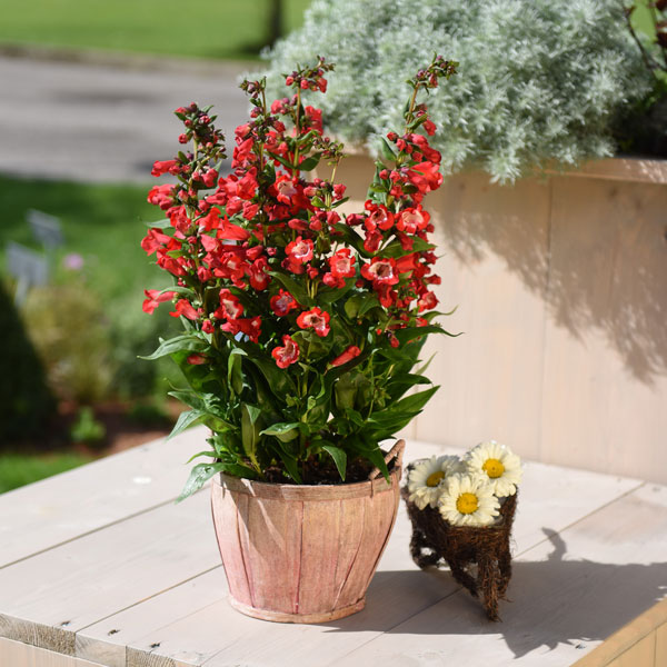 Penstemon Pep Talk Red