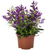 Penstemon Pristine Nightshade P68penpni - Garden Express Australia