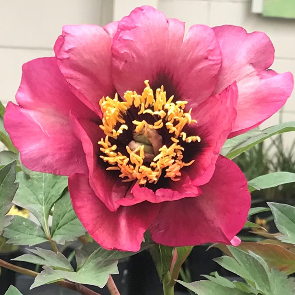 Tree Peony Aloft Demetrius