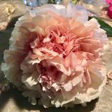 Tree Peony La Lorraine Pktpalla - Garden Express Australia
