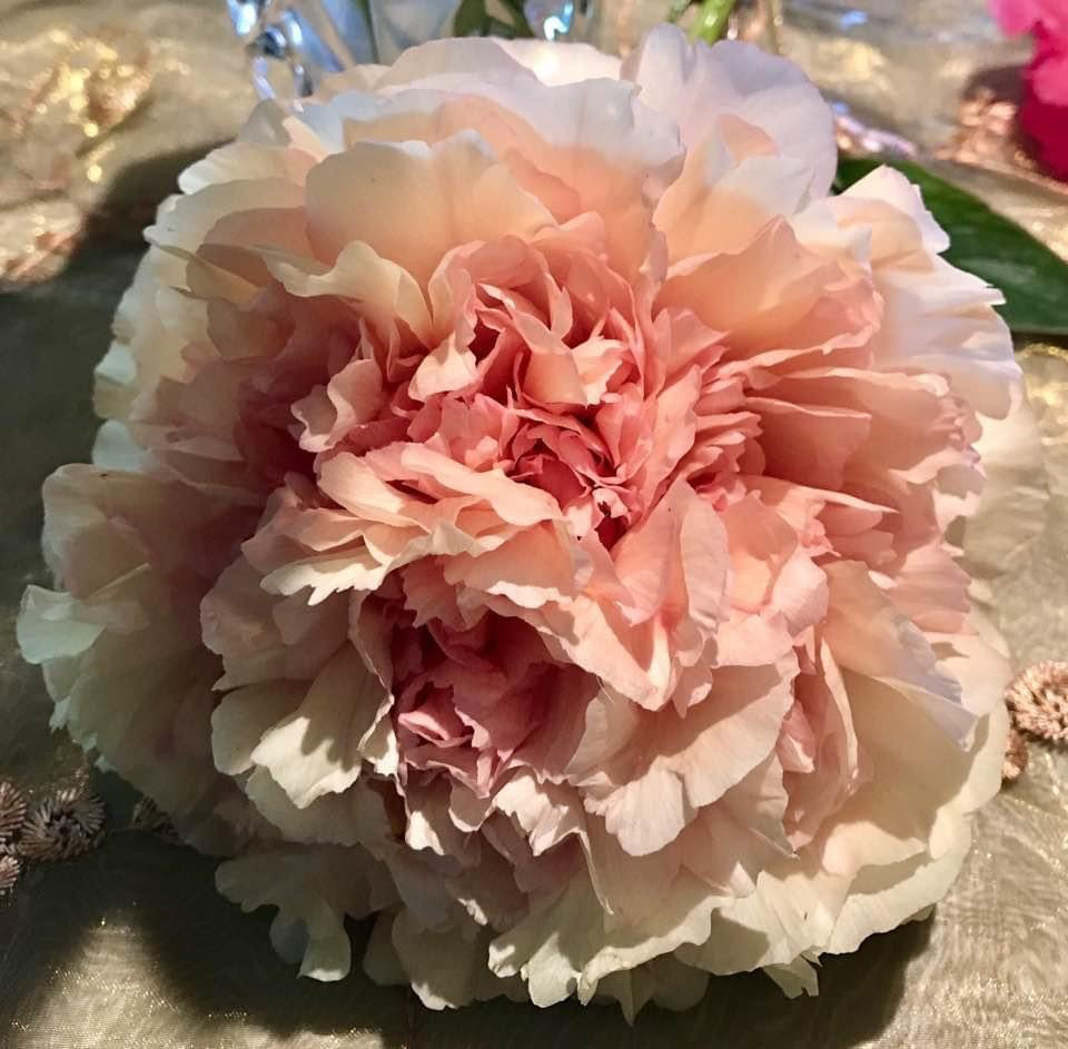 Tree Peony La Lorraine Tree Peony La Lorraine